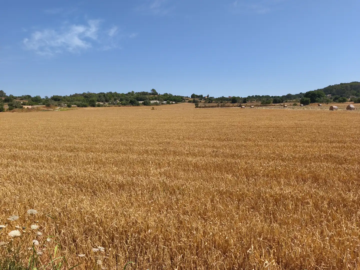Terreno rustico in vendita a Montuïri, imagen 3