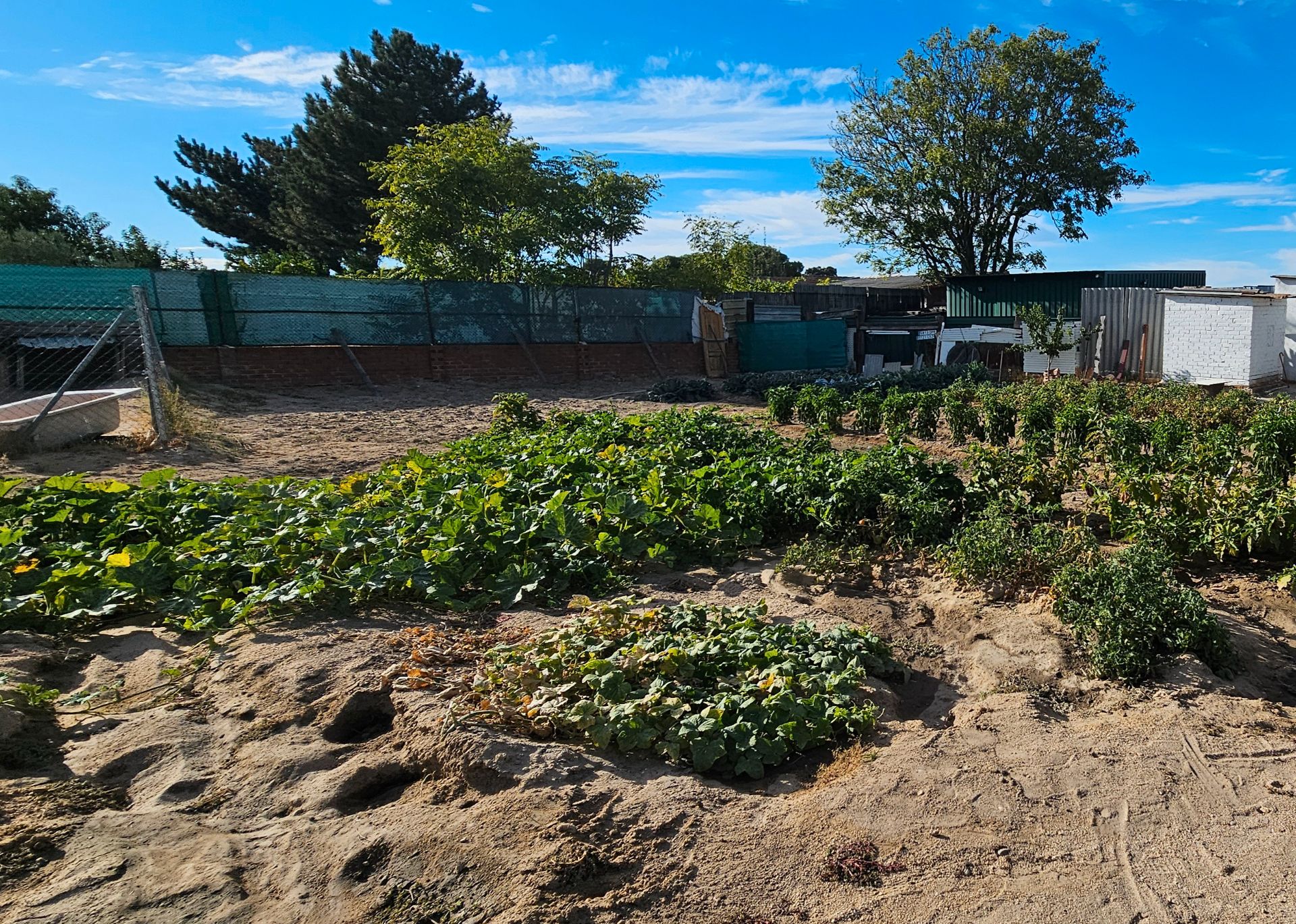 Jardí de Terreny en venda en El Álamo