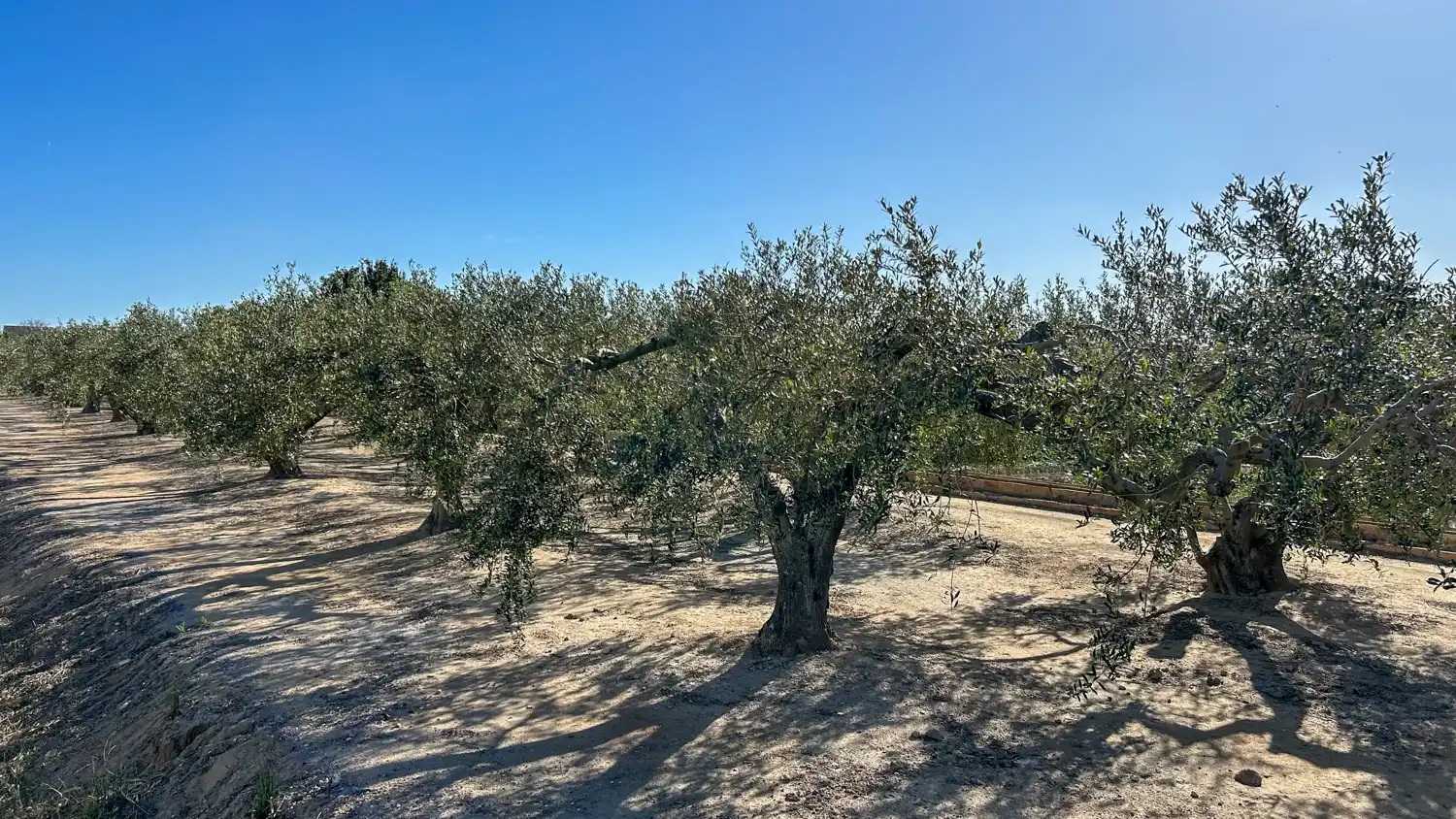 Terreny rústic en venda a Sant Jaume d'Enveja, imagen 8