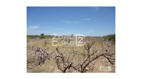 Foto 3 de Finca rústica en venta en Carrer de la Rambla Ď Algemesi, Algemesí, Valencia