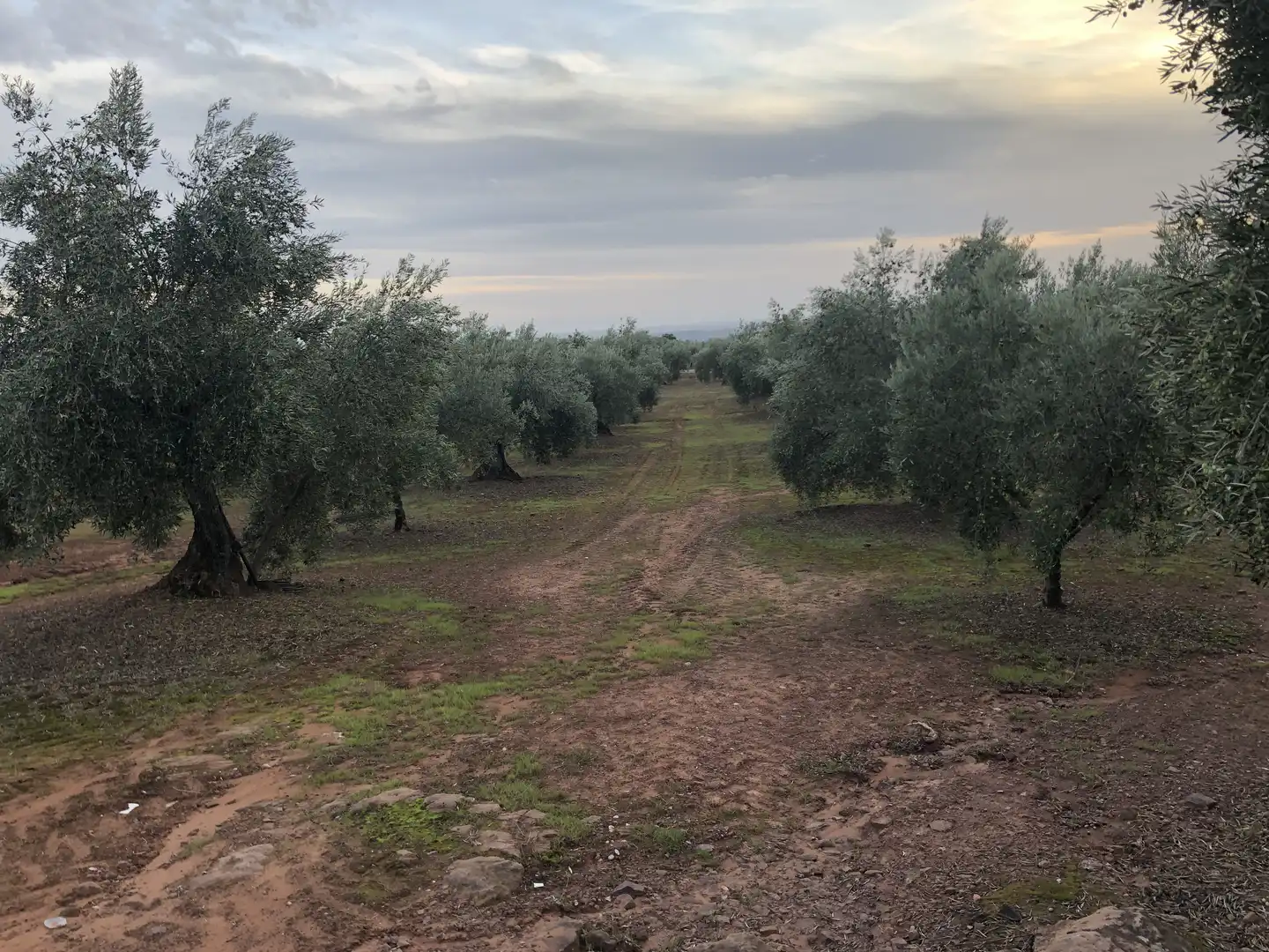 Rustikales Grundstück zum Verkauf in Montoro