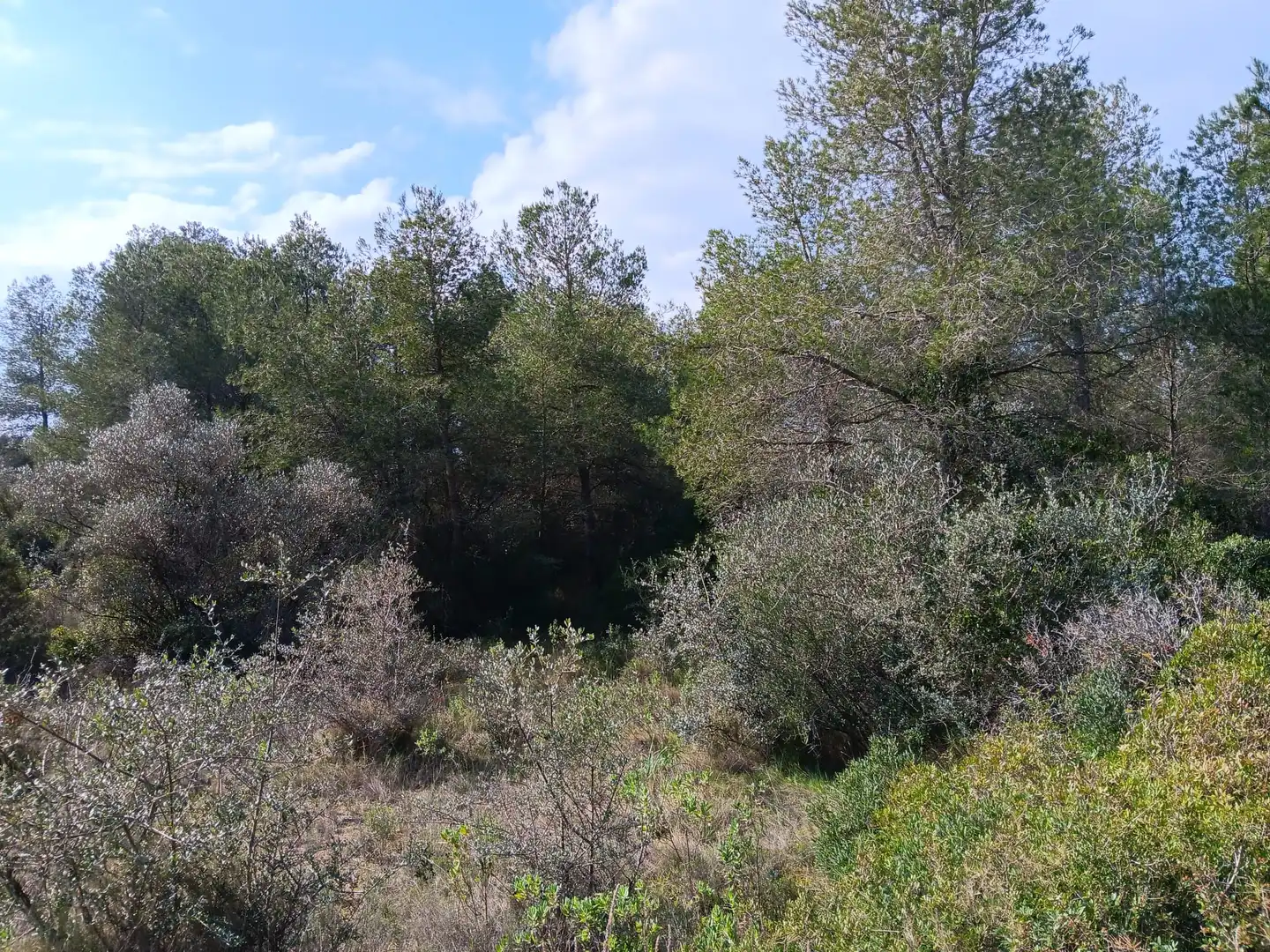 Lands and plots for sale in Ginestar, imagen 21