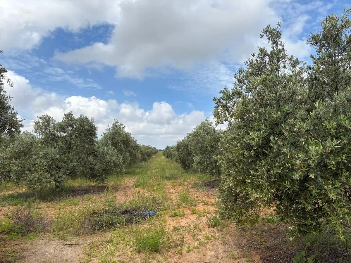 Finca rústica en venta en Bollullos Par del Condado