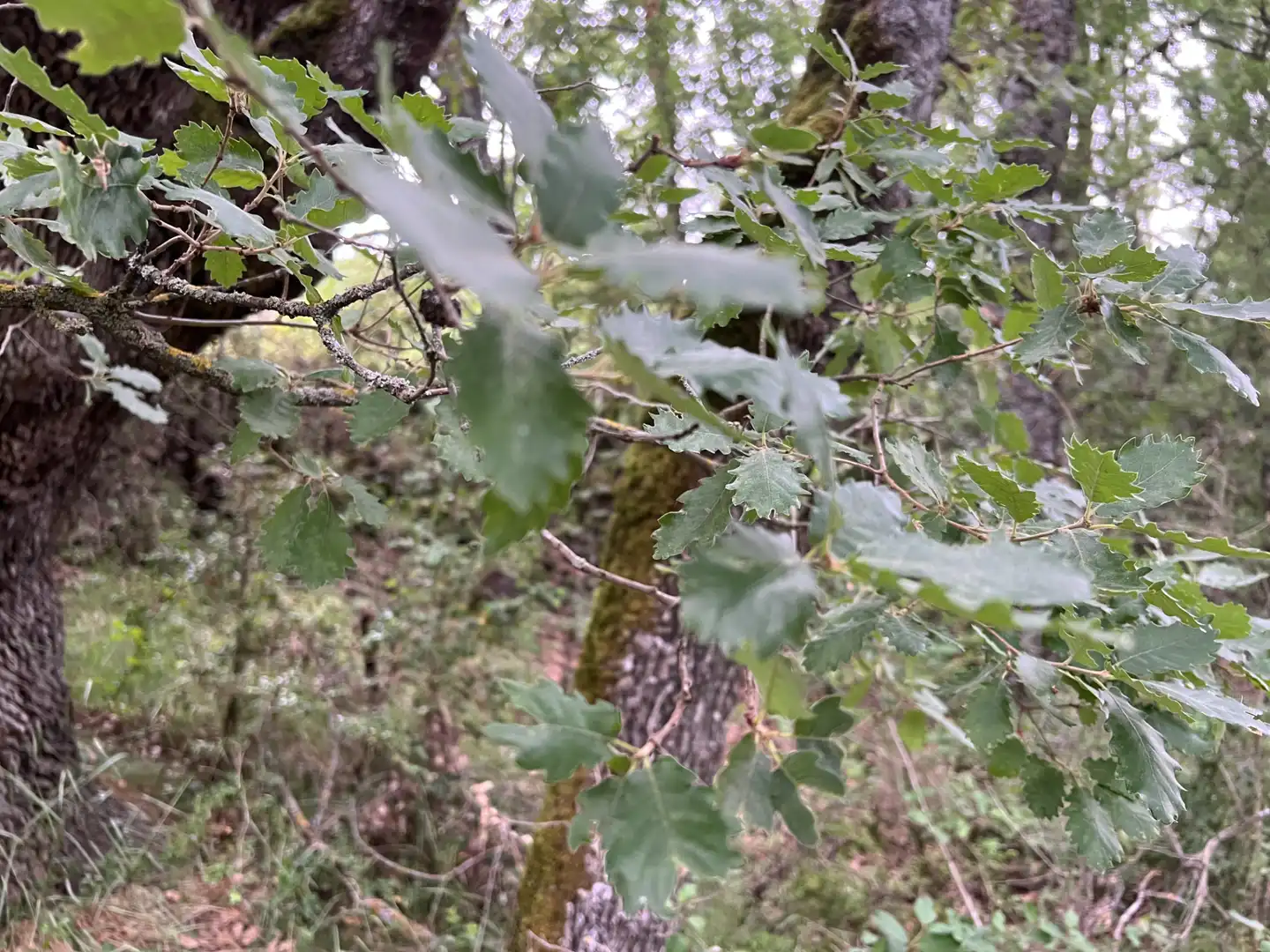 Terreni e lotti in vendita a Jasa, imagen 11