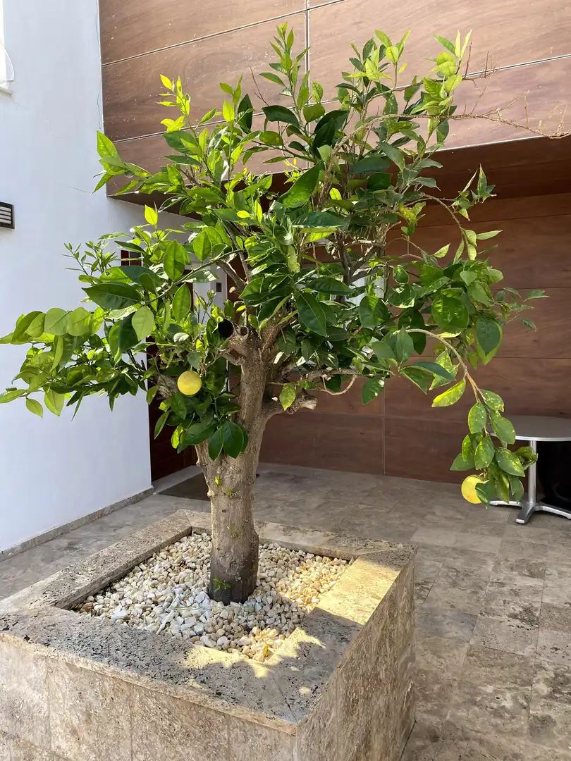 Jardí de Casa adosada en venda en Benahavís amb Aire condicionat, Calefacció i Jardí privat