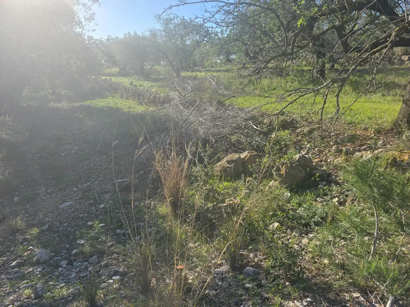 Terreno rustico in vendita a Alcanar, imagen 2