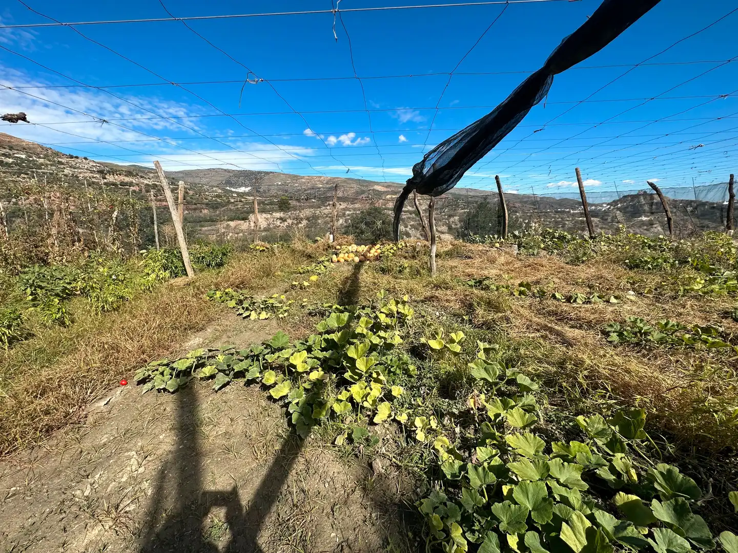 Jardí de Finca rústica en venda en Canjáyar amb Jardí privat, Terrassa i Traster
