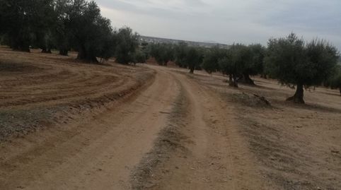 se vende olivar de 120 olivas zona de las arenas, immagine 5