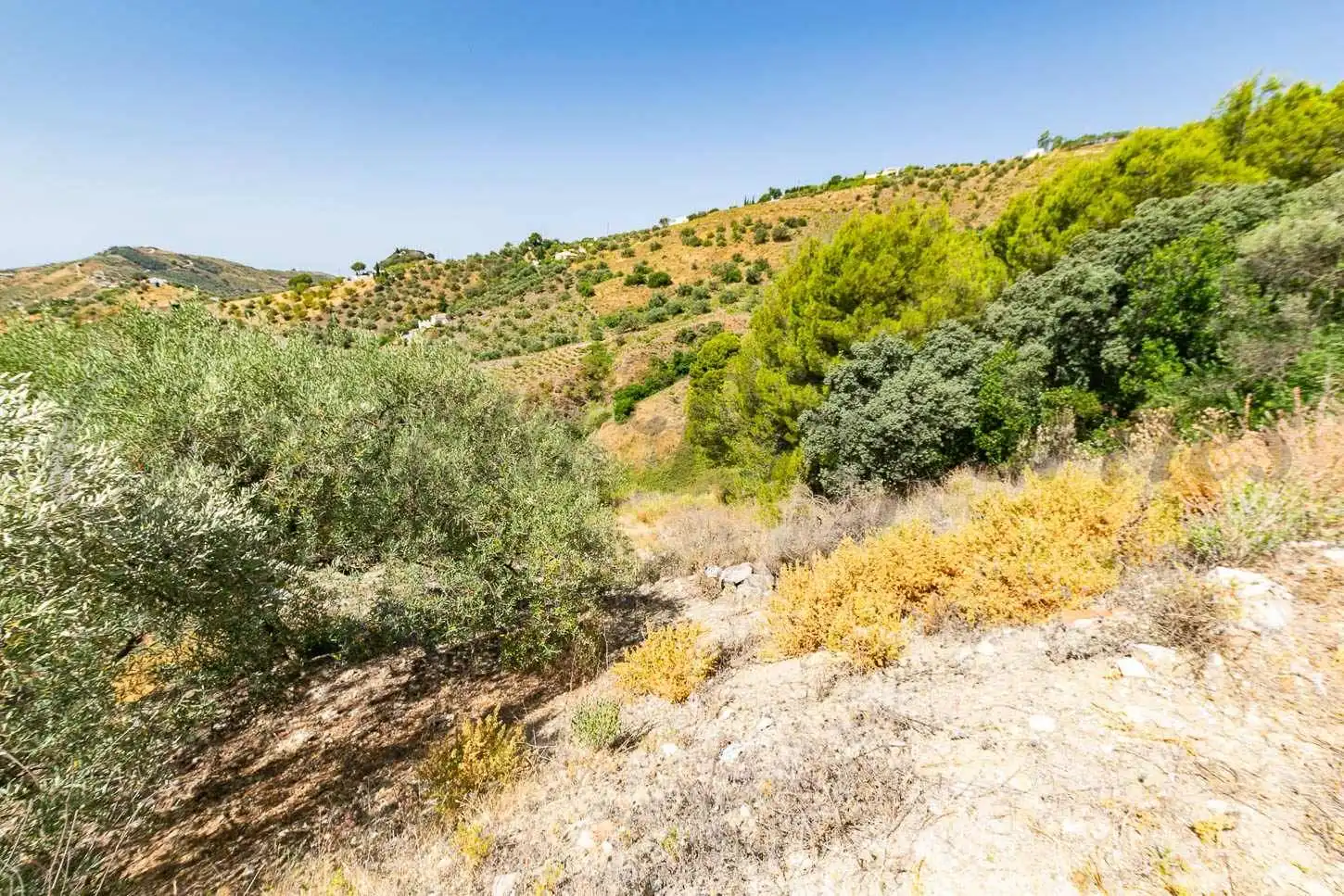 Terreny rústic en venda a Canillas de Albaida, imagen 3