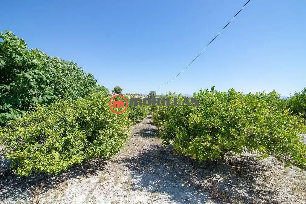 Lands and plots for sale in Carretera de Abanilla 25, imagen 16