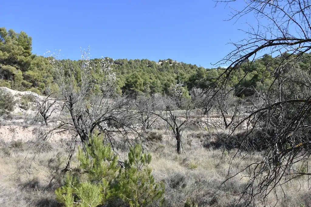 Land for sale in Fuentespalda