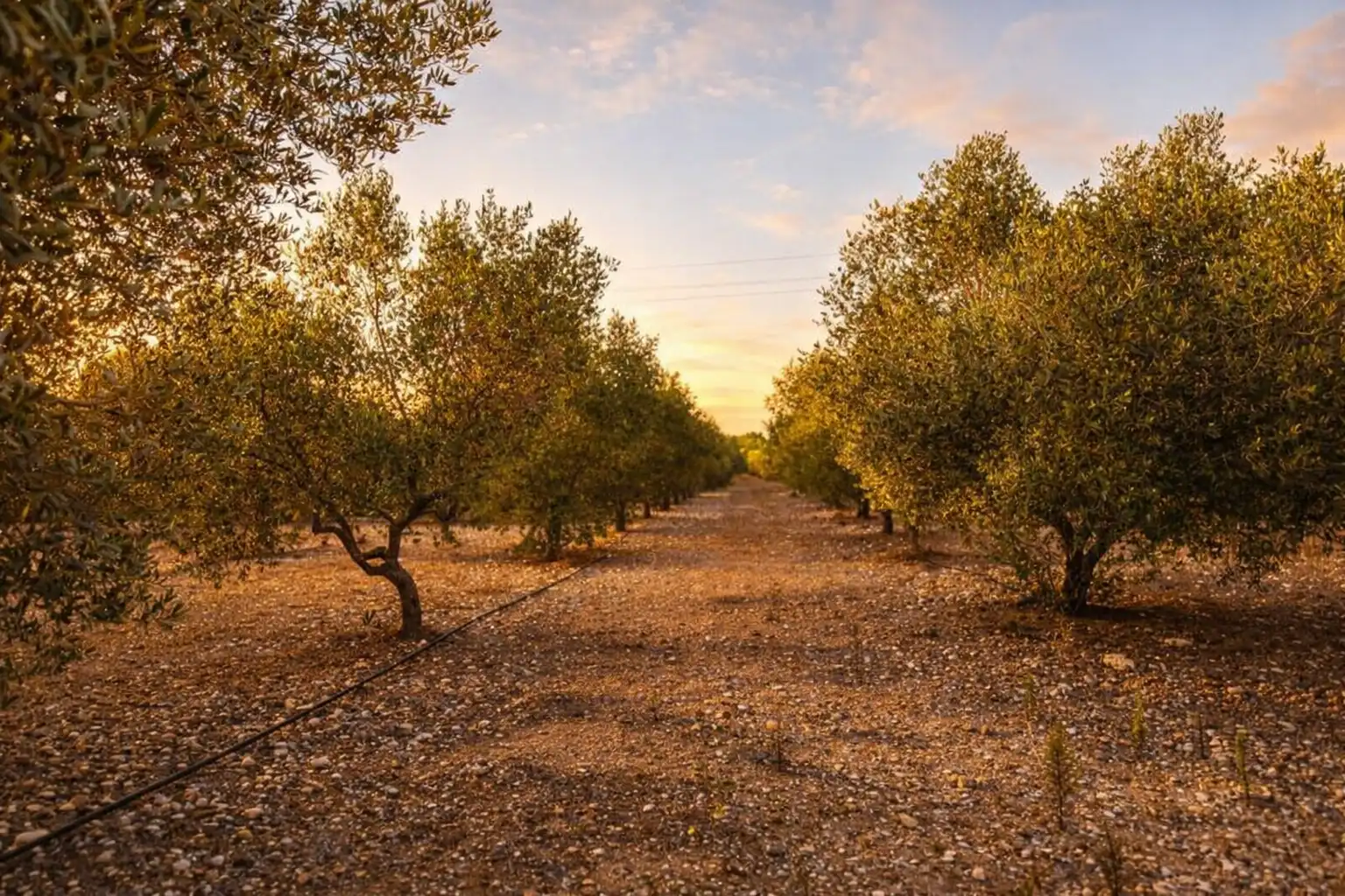 Vista exterior de Finca rústica en venta en Santa Oliva con Jardín privado