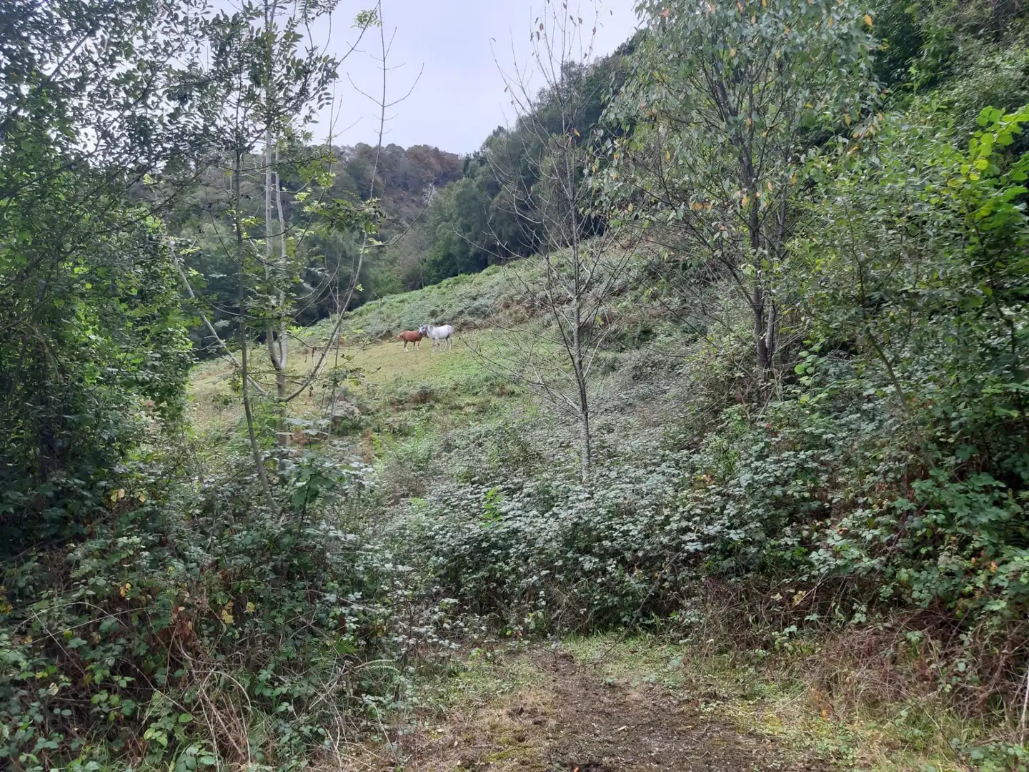 House with garden for sale in Cangas de Onís, imagen 21
