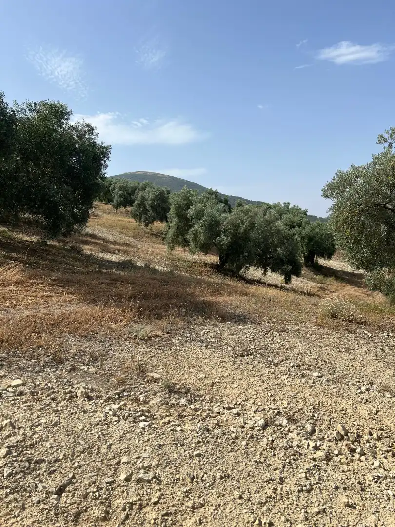 Terreno rustico in vendita a Cabra
