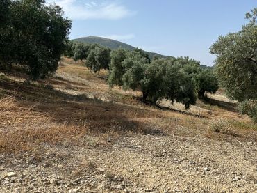 Terreno rustico in vendita a Cabra