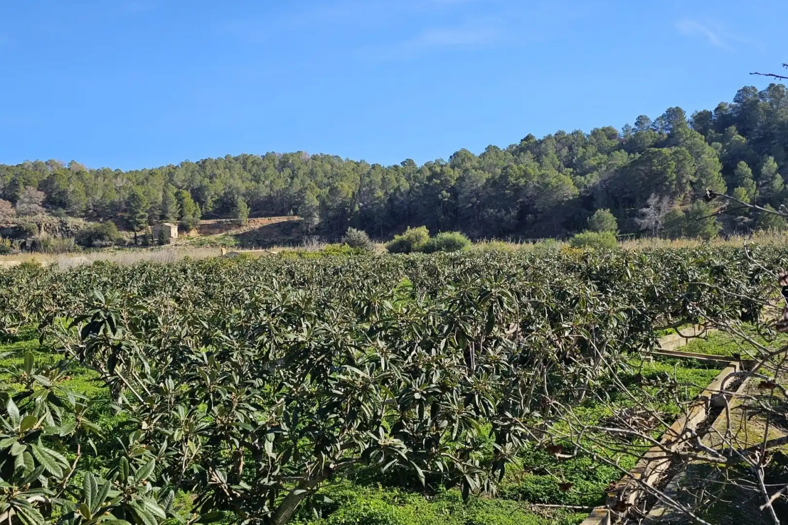 Casa en venda a Callosa d'en Sarrià, imagen 24
