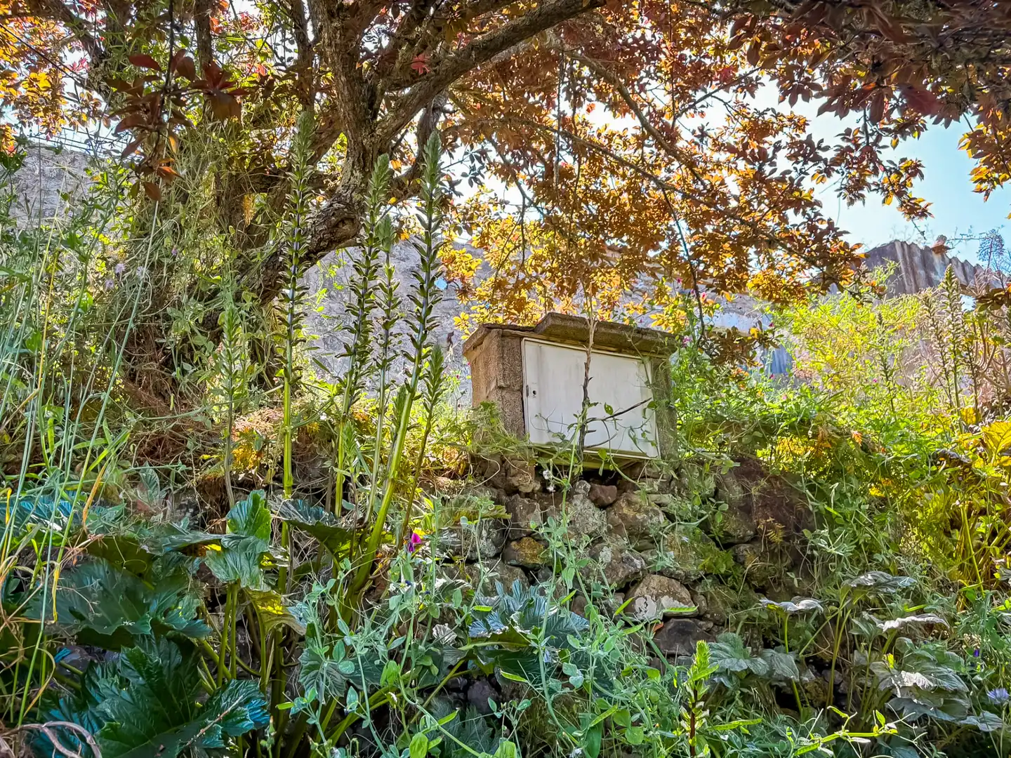 Jardín de Casa o chalet en venta en Valleseco