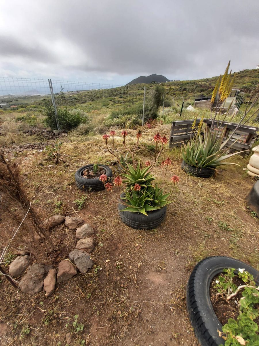 Jardí de Finca rústica en venda en Granadilla de Abona