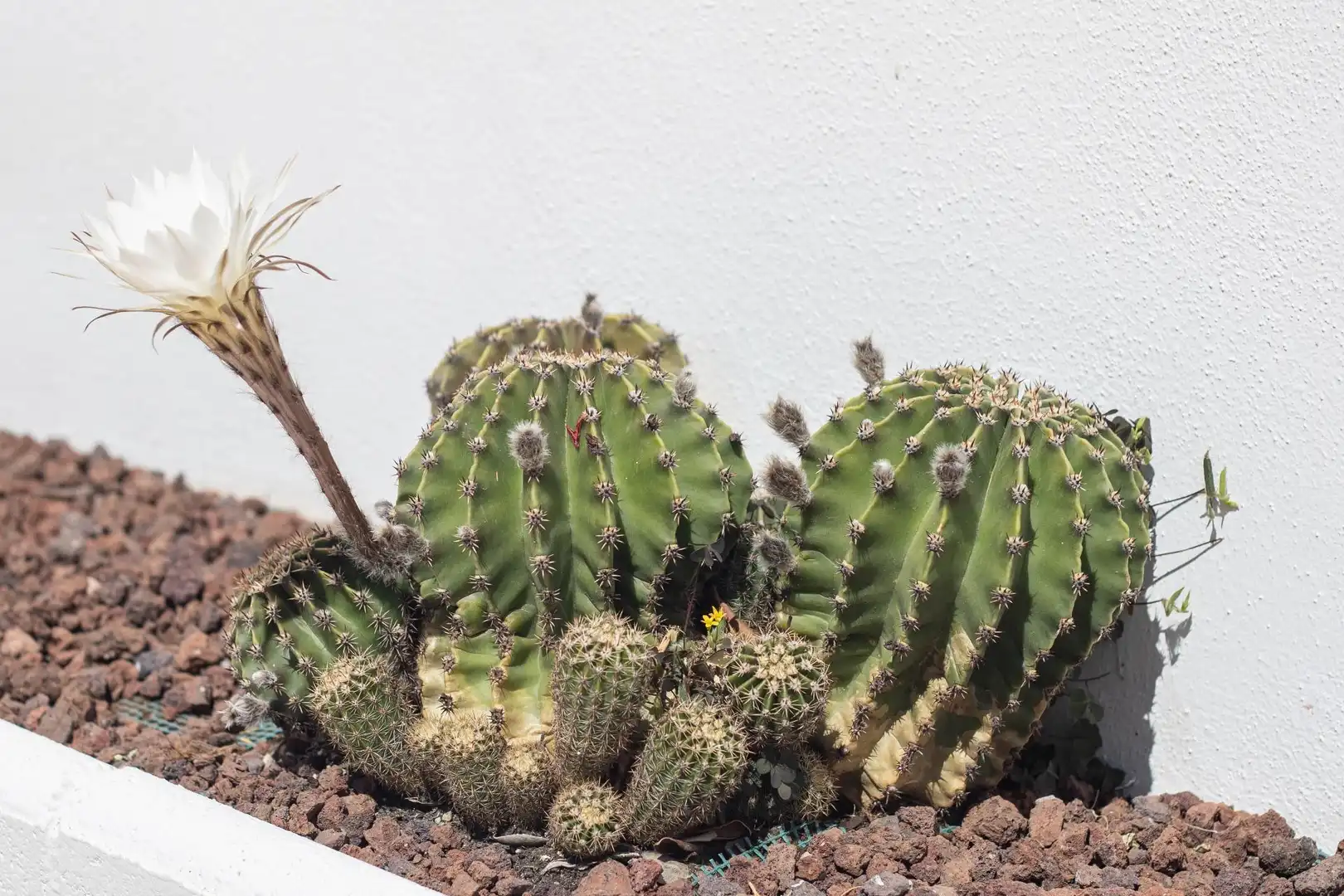 Jardí de Casa o xalet en venda en Nívar amb Aire condicionat, Calefacció i Jardí privat