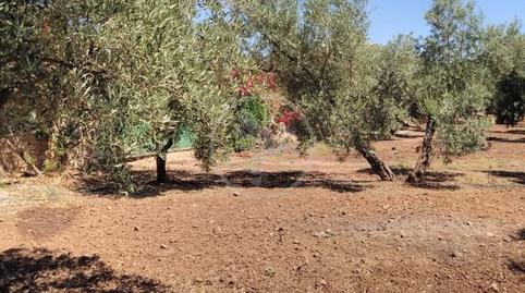 Foto 2 de Finca rústica en venta en De la Tortilla, Centro ciudad, Jaén