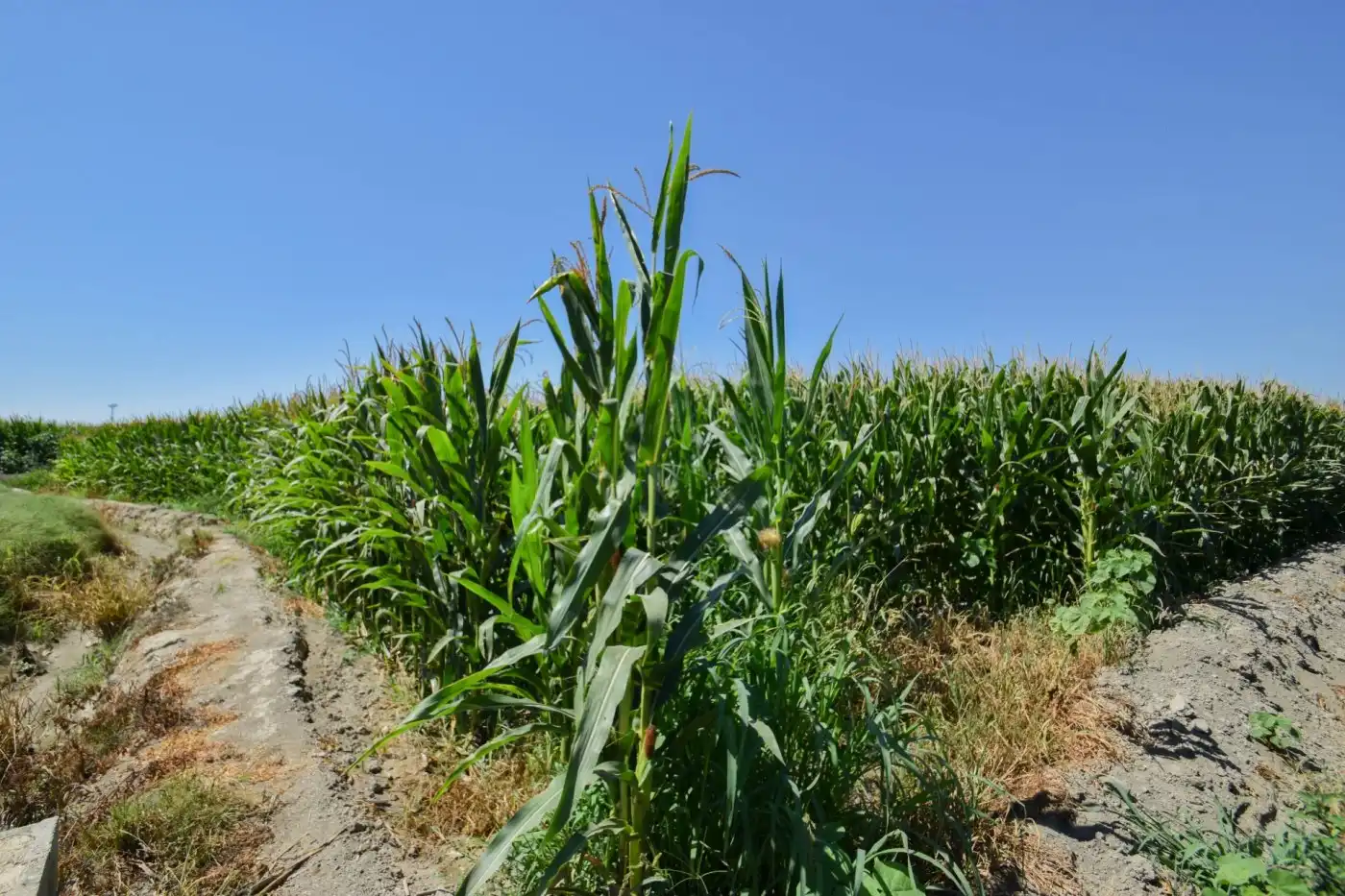 Rural land for sale in Calle PEREGRINA, imagen 2