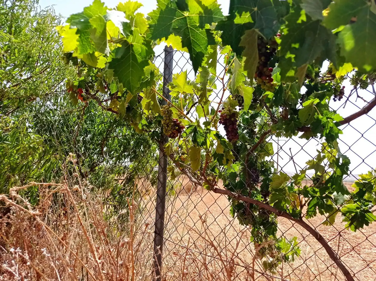 Terreno rustico in vendita a Pozuelo de Calatrava, imagen 7