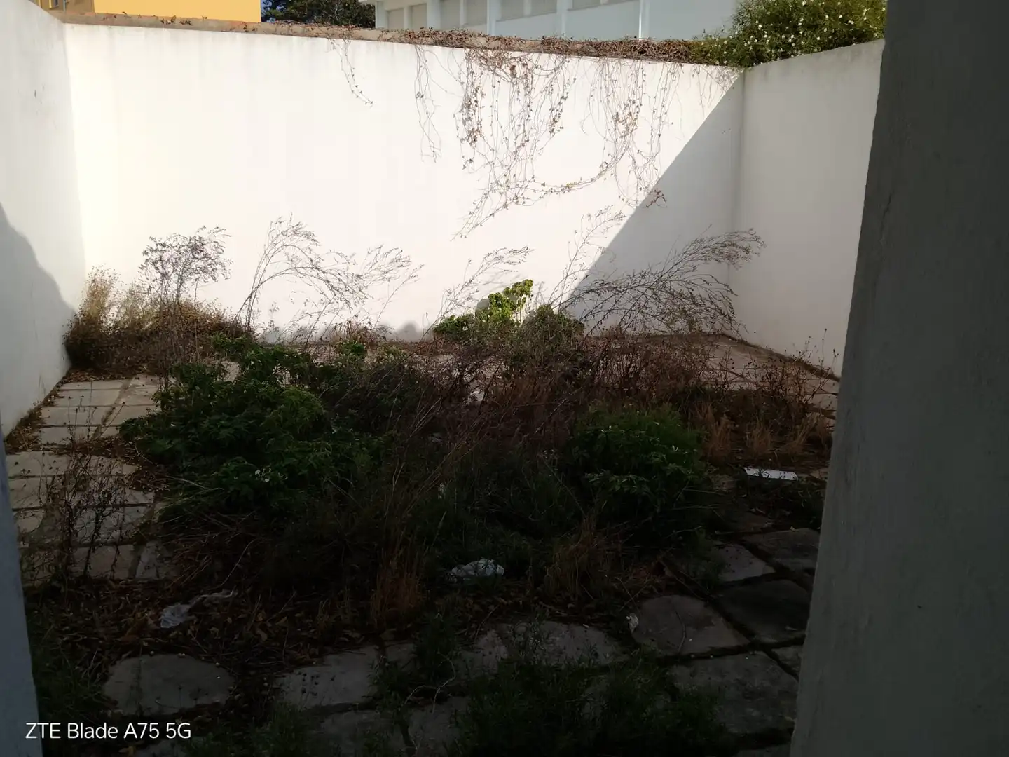 Jardín de Casa o chalet en venta en San Roque