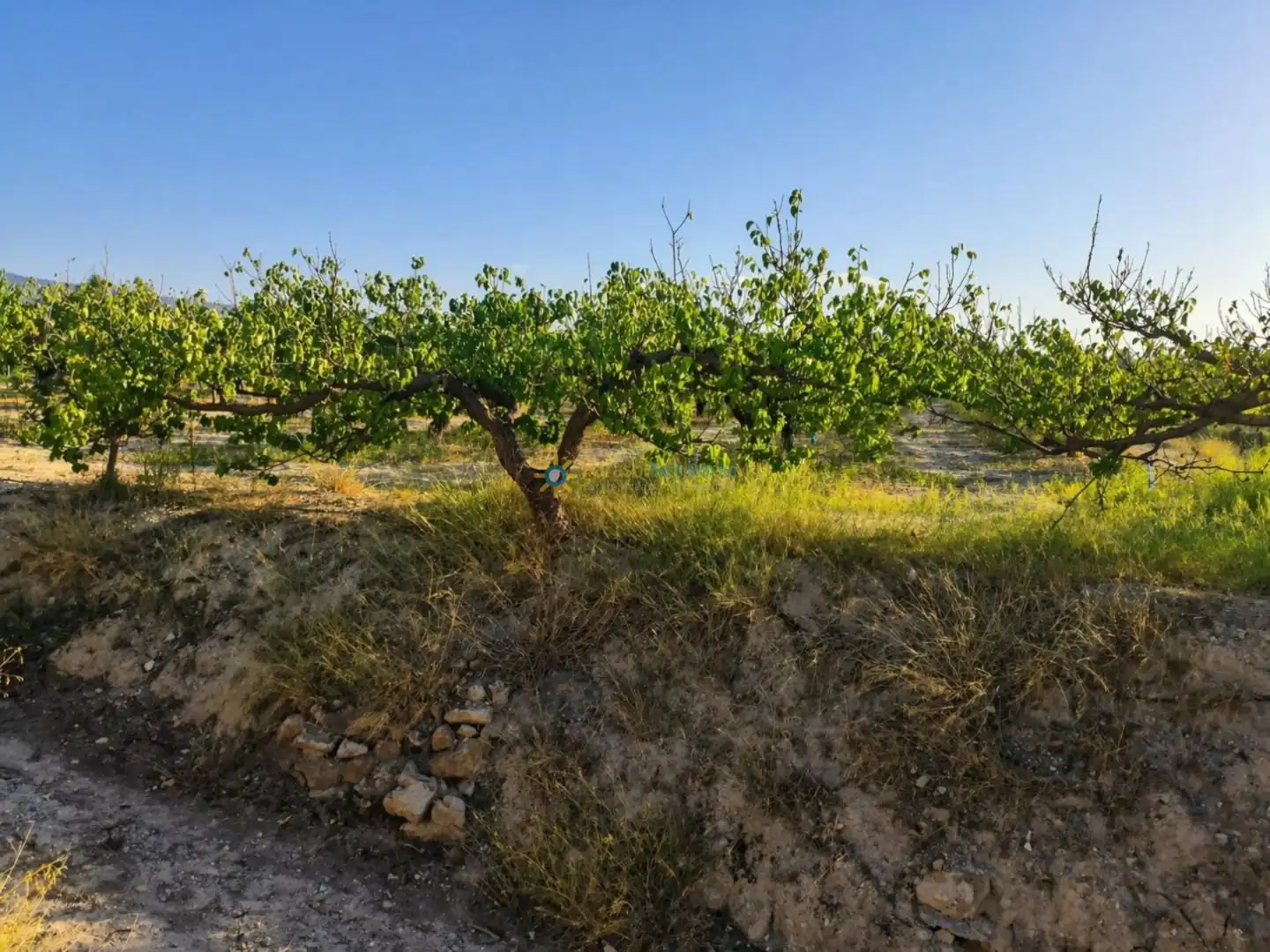 Finca rústica en venta en Albaida con Jardín privado y Trastero