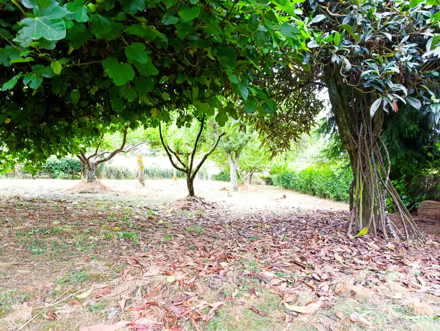 Casa rústica amb jardí en venda a O Saviñao, imagen 3