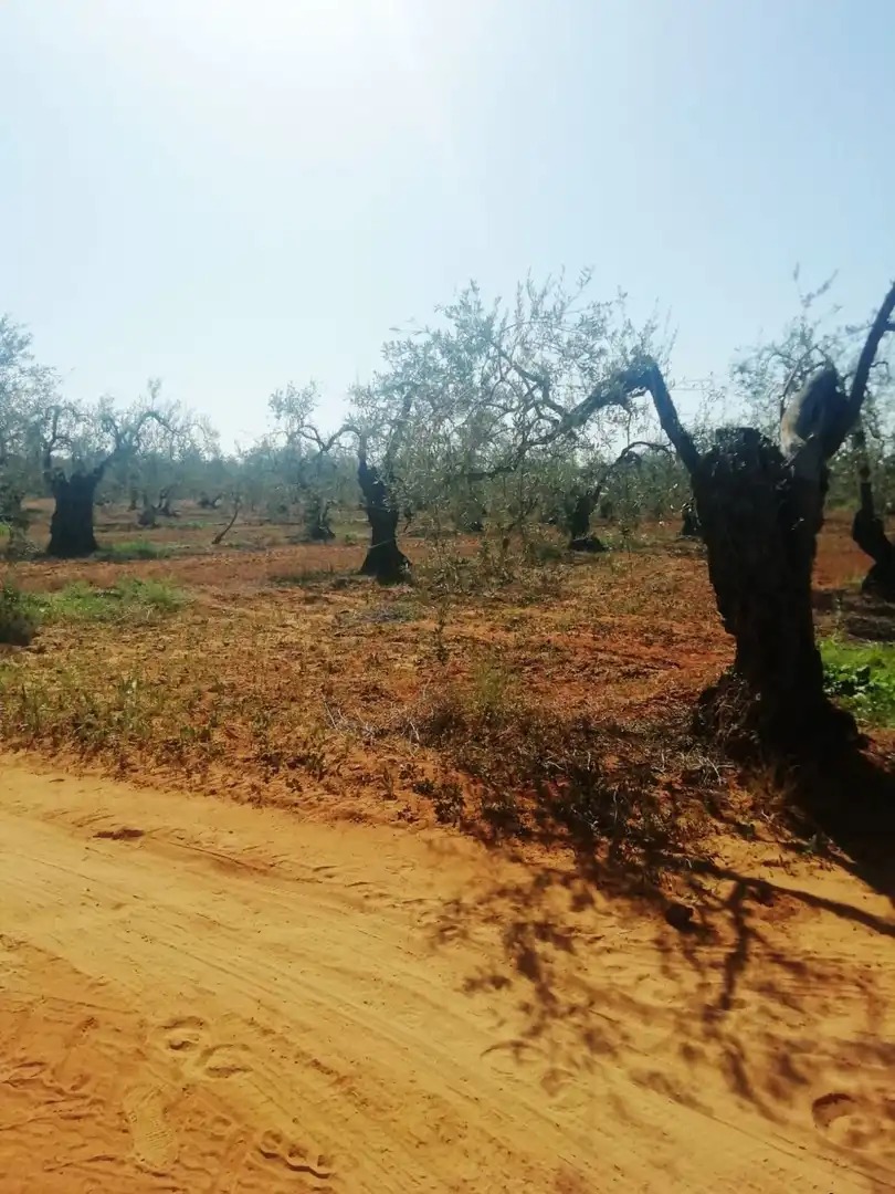 Casa rústica en venda a Sanlúcar la Mayor, imagen 2