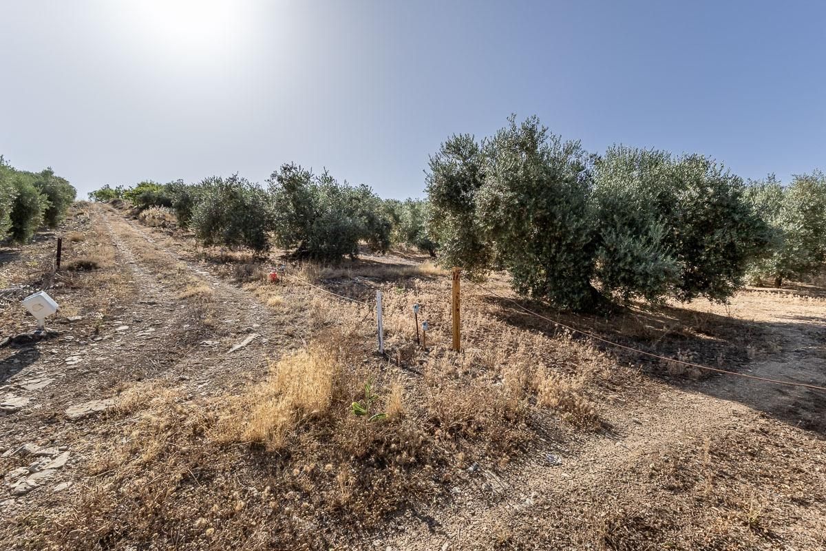 Land for sale in Montefrío