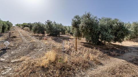 Photo 3 of Land for sale in Polígono Poligono 51 Parcela 44, 51, Montefrío, Granada
