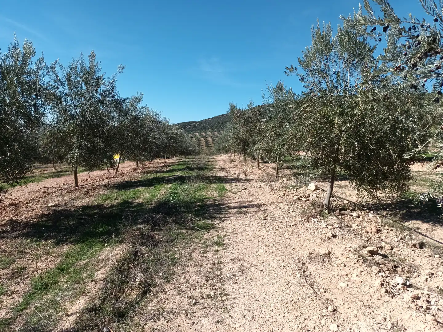 Terreno en venta en Linares
