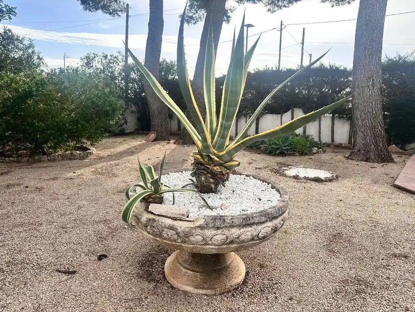 Jardí de Casa o xalet en venda en Mont-roig del Camp amb Traster i Piscina