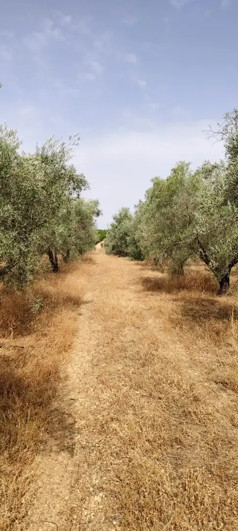Maison avec piscine à vendre à Carretera de Palma del Río 4, imagen 17