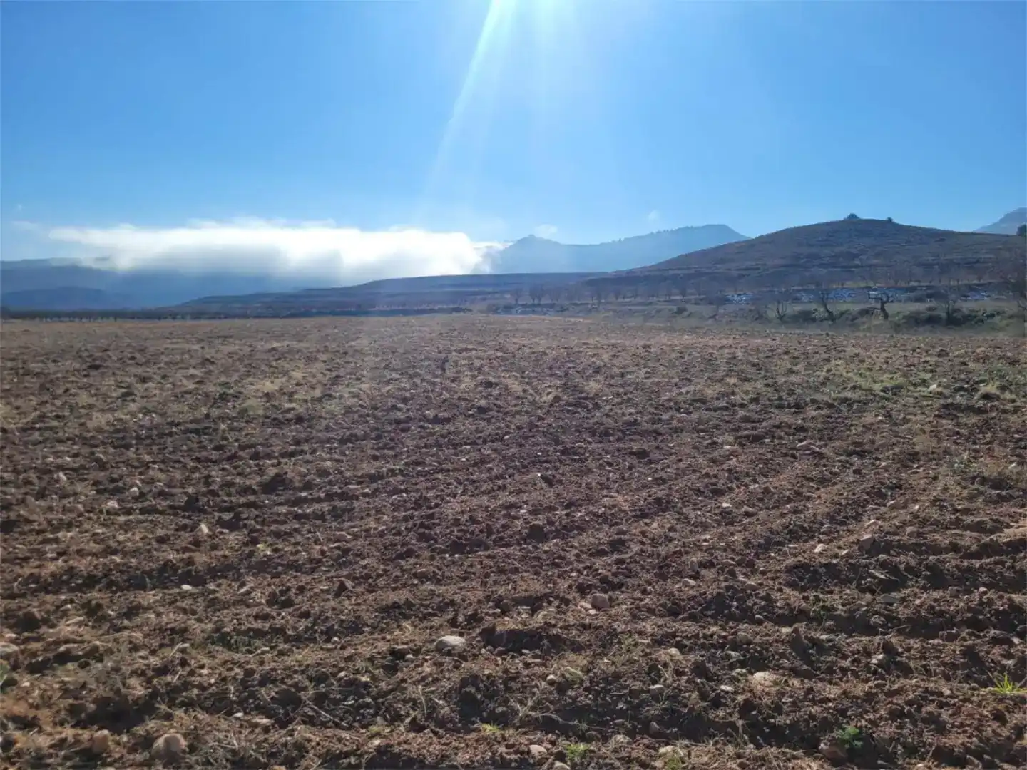 Terreno en venta en Torralba de Ribota