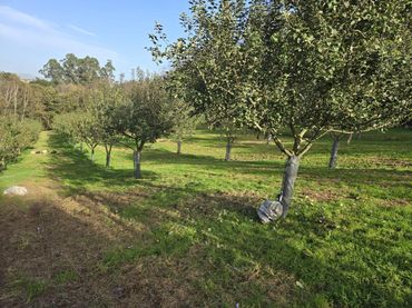 Terreno rustico in vendita a Camino Caserío Bendición