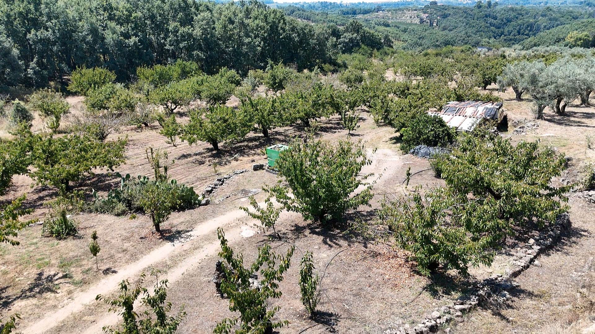 Land for sale in Cuacos de Yuste