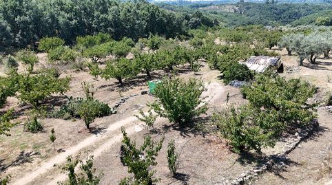 Venta de finca de cerezos con agua en la Vera