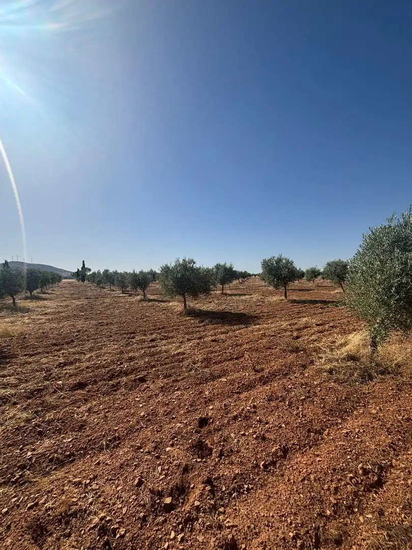 Rural land for sale in Valdepeñas, imagen 8