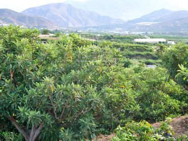 Rustikales Grundstück zum Verkauf in Pago Matagallares Pol. 16 Parcela 133