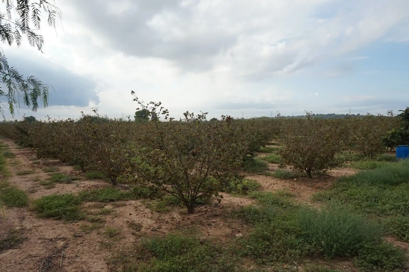 Terreno rustico in vendita a La Creu de Salom, imagen 12