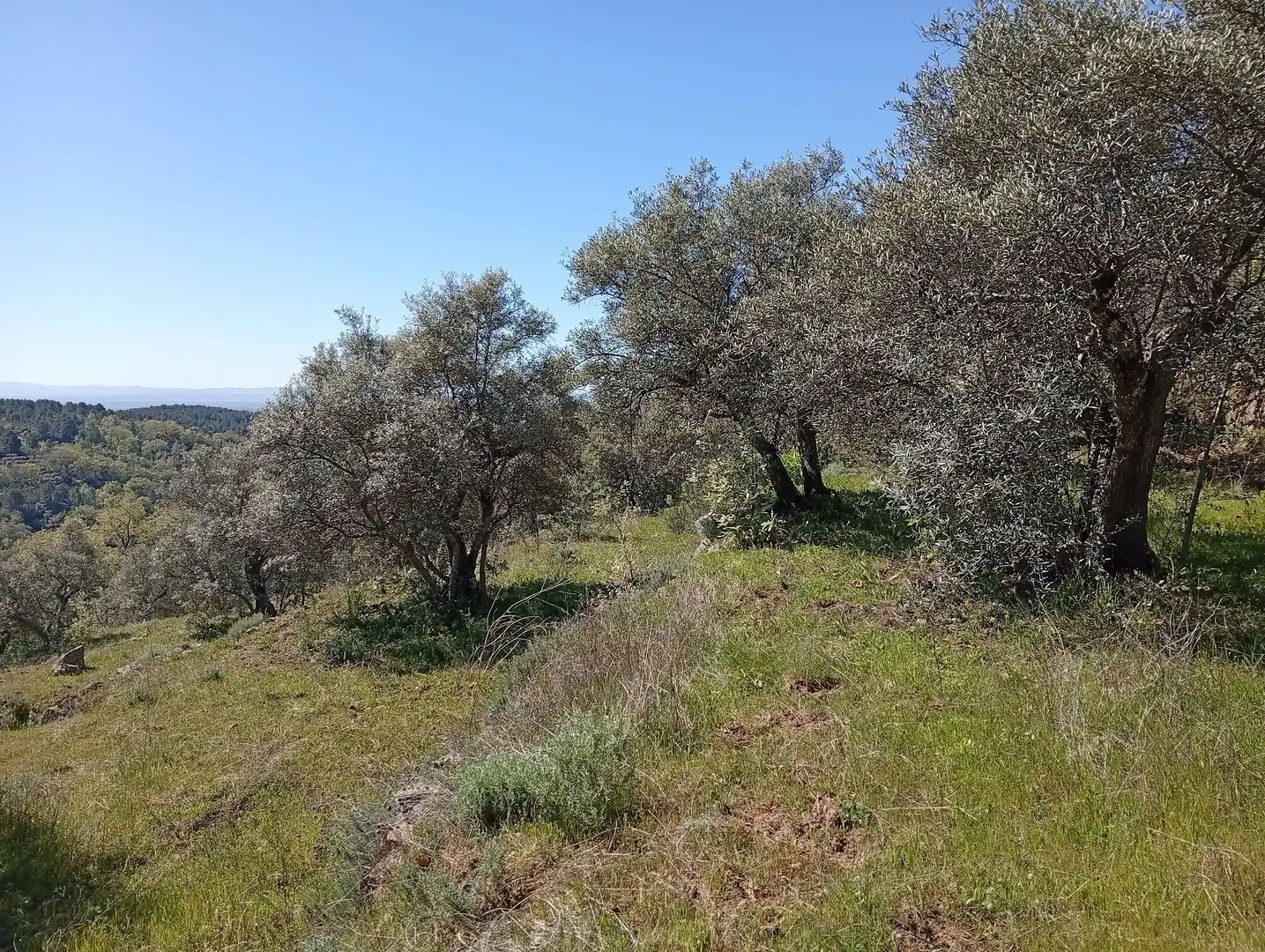 Terreni e lotti in vendita a Valverde de la Vera, imagen 48