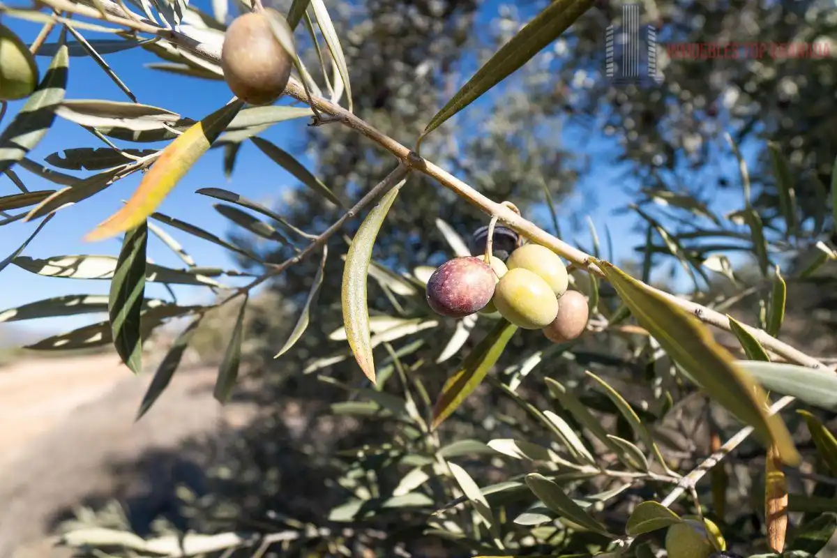 Terreni e lotti in vendita a Pago cortijo de las Monjas Parcela 19, imagen 32