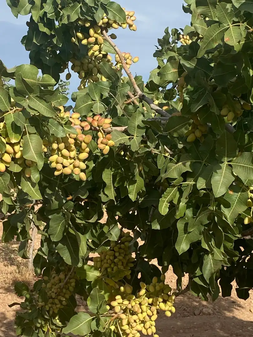 Jardín de Terreno en venta en Tomelloso