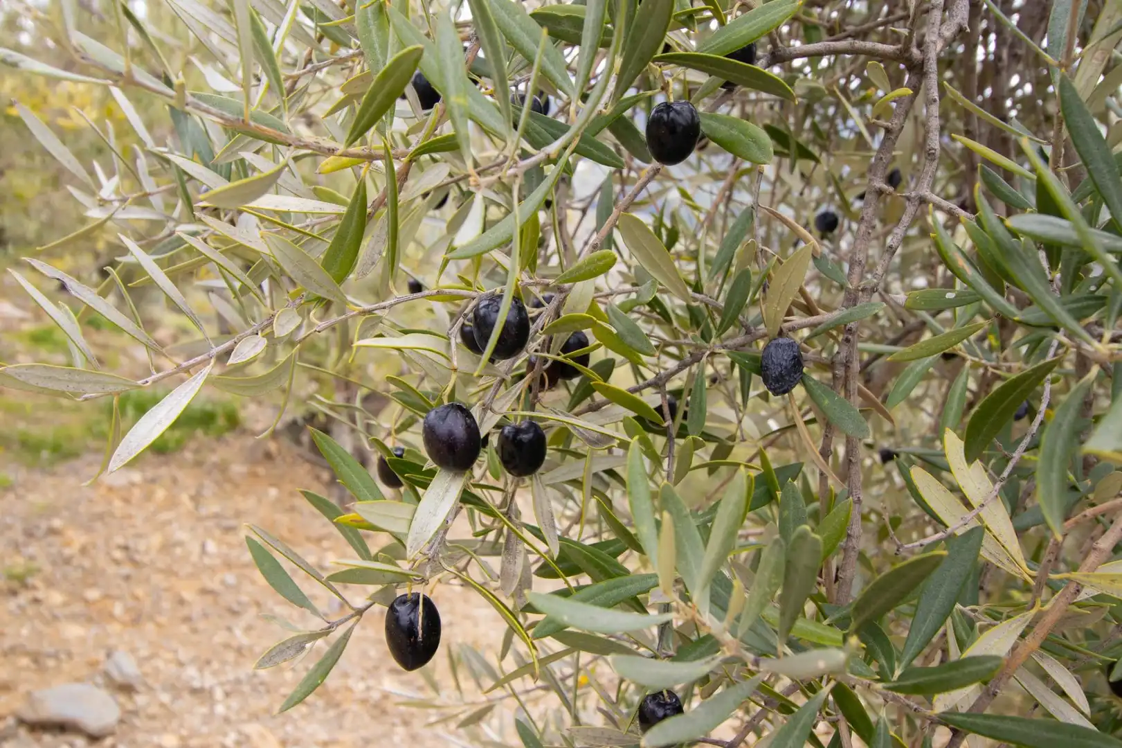 Jardí de Casa o xalet en venda en Canillas de Albaida