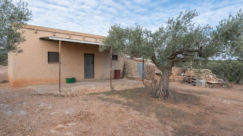 Finca de olivos con posibilidad de agua de riego