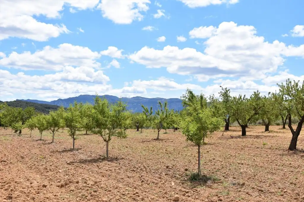 Terreni e lotti in vendita a Arens de Lledó