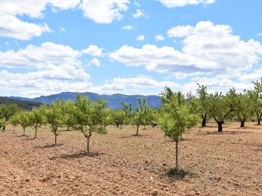 Terreno rustico in vendita a Arens de Lledó