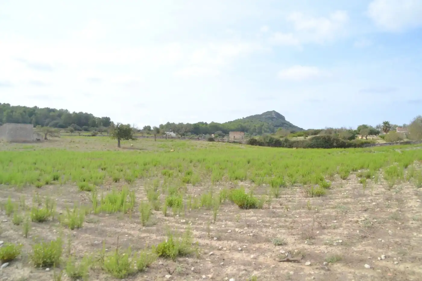 Finca rústica en venda a Sineu